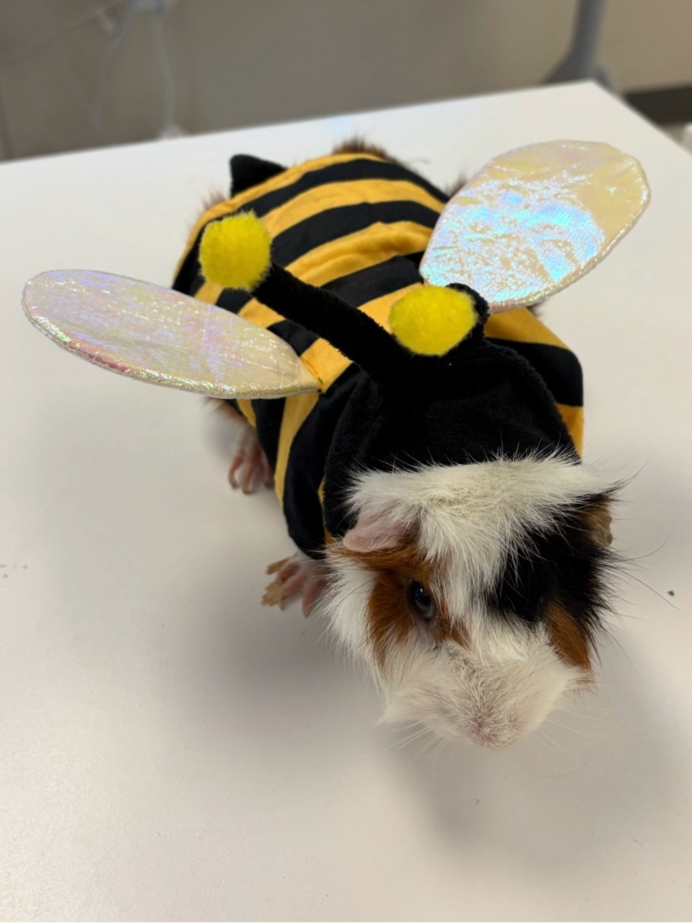 Cute Bee Costume for Small Pets - Yellow & Black